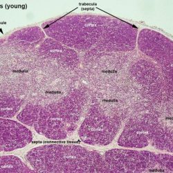 Spleen thymus