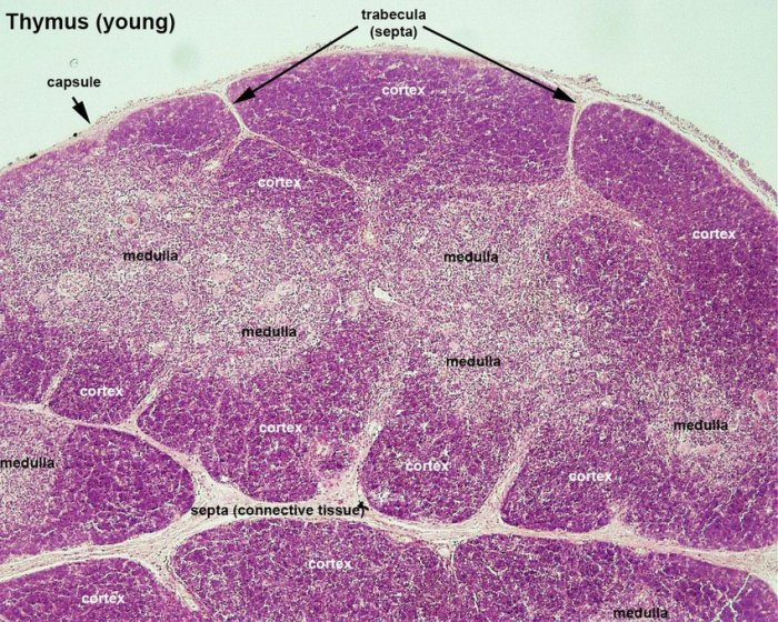 Spleen thymus