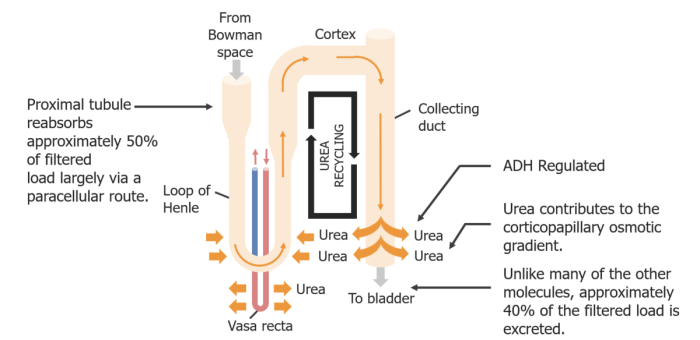 Water urea recycling balance kidney loop urine concentration transport imcd reabsorbed short veteriankey