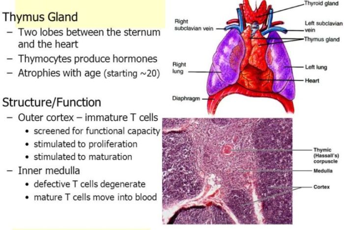 Label the thymus spleen and neighboring structures and organs