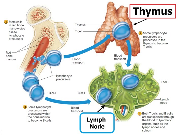 Thymus gland keywords