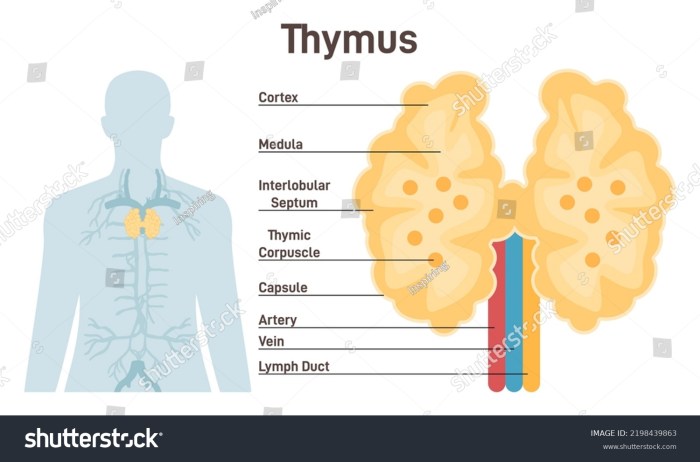 Label the thymus spleen and neighboring structures and organs