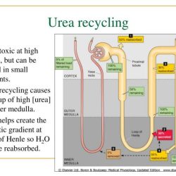 Urea recycling can cause a buildup of urea in the