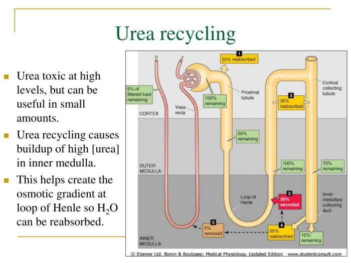 Urea recycling can cause a buildup of urea in the